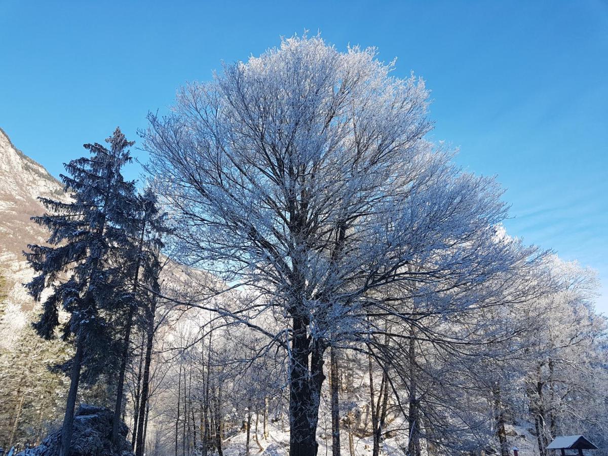 Hisa Erlah Ξενοδοχείο Bohinj Εξωτερικό φωτογραφία